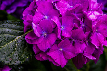 Картинка цветы гортензия макро