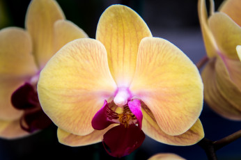 Картинка цветы орхидеи макро