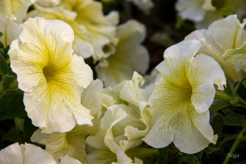 Картинка цветы петунии +калибрахоа макро