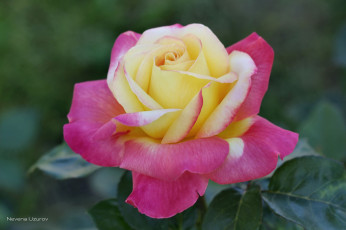 Картинка цветы розы макро