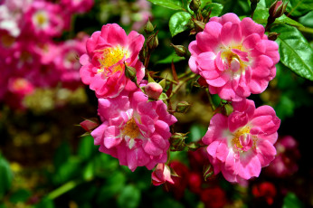 Картинка цветы розы розовый