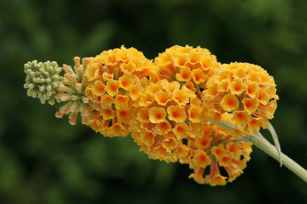 Картинка цветы желтый будлея