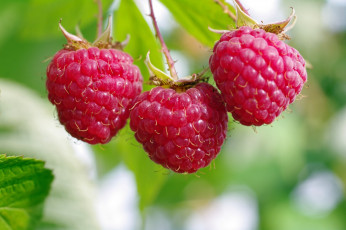 Картинка природа Ягоды малина