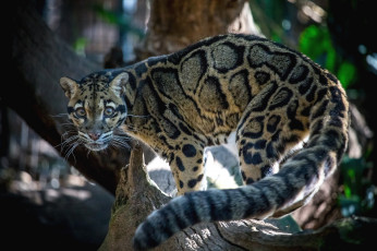 Картинка животные леопарды кошка