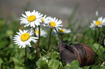 Картинка животные улитки рожки ромашки
