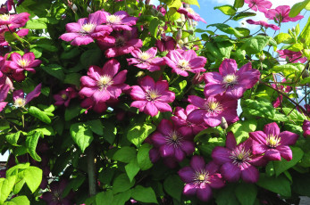 Картинка цветы клематис+ ломонос