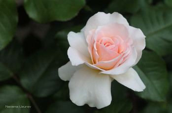 Картинка цветы розы макро