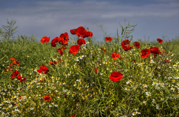 Картинка цветы луговые+ полевые +цветы маки поле много