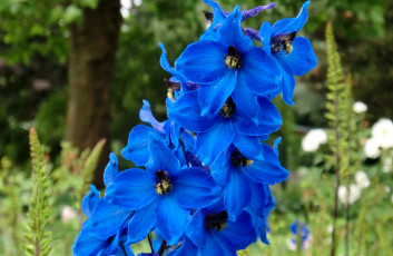 Картинка цветы дельфиниум синий