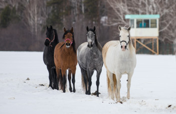 Картинка животные лошади квартет