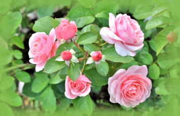 Картинка цветы розы розовый