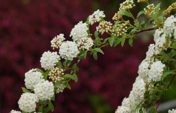 Картинка цветы таволга+ спирея +лабазник