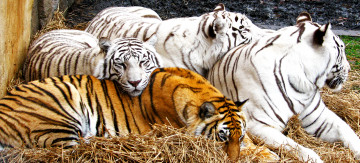 Картинка животные тигры