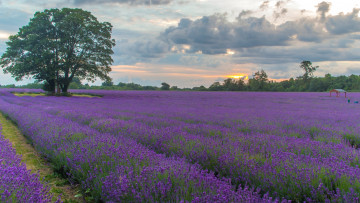 Картинка природа поля лаванда дерево