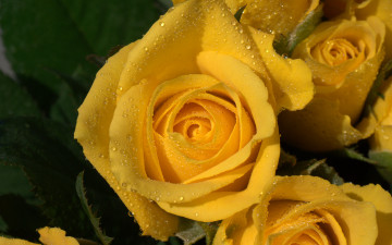 Картинка цветы розы желтый