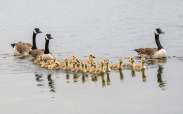 Картинка животные гуси выводок семья