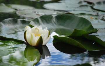 Картинка цветы лилии+водяные +нимфеи +кувшинки бутон