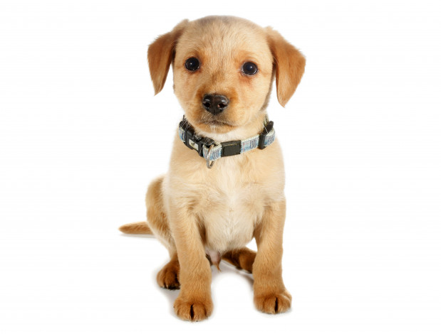 Обои картинки фото золотистый ретривер, животные, собаки, щенок, собака, золотистый, ретривер