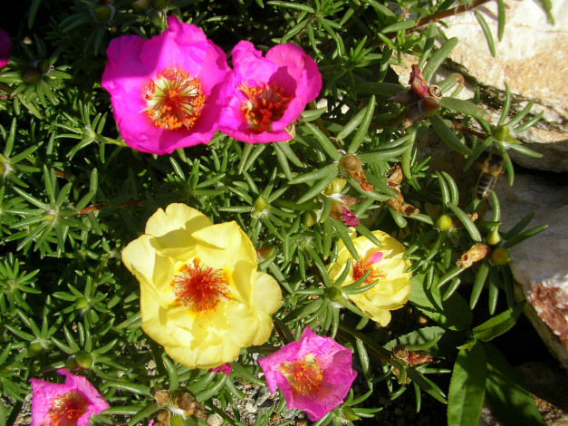Обои картинки фото цветы, портулак, portulaca, дандур