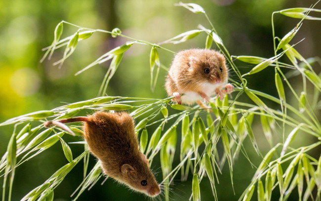 Обои картинки фото животные, крысы,  мыши, крохи