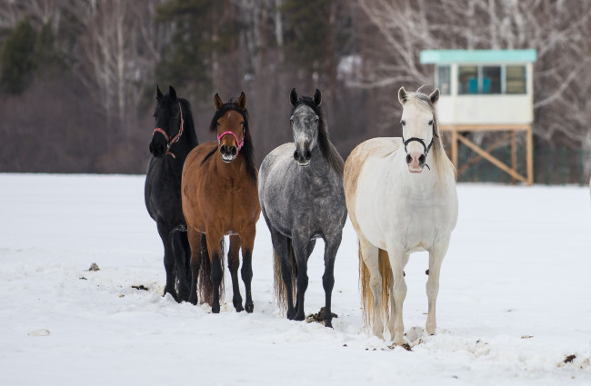 Обои картинки фото животные, лошади, квартет
