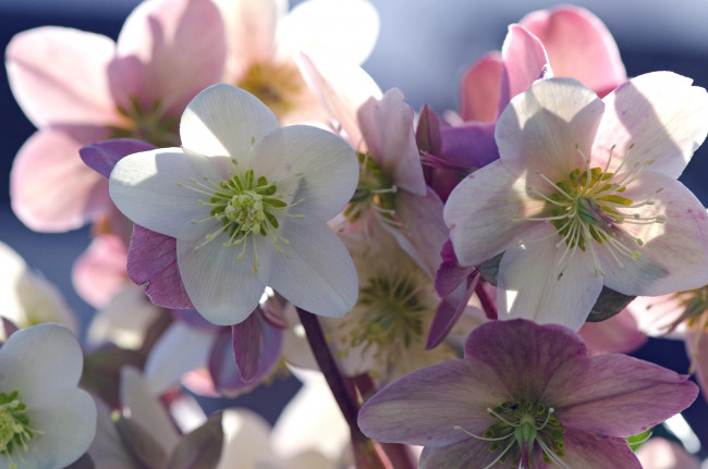 Обои картинки фото цветы, геллеборус , морозник, макро