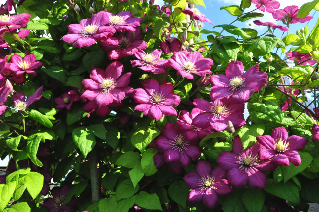 Обои картинки фото цветы, клематис , ломонос