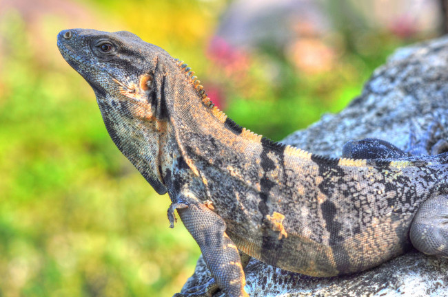 Обои картинки фото животные, Ящерицы,  игуаны,  вараны, красавица