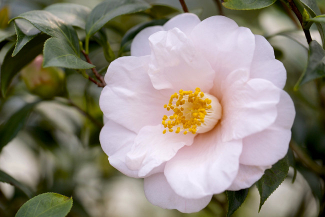 Обои картинки фото цветы, камелии, макро