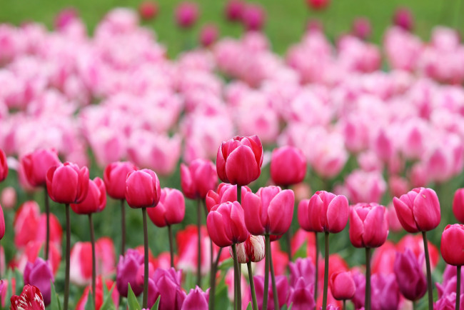 Обои картинки фото цветы, тюльпаны, бутоны