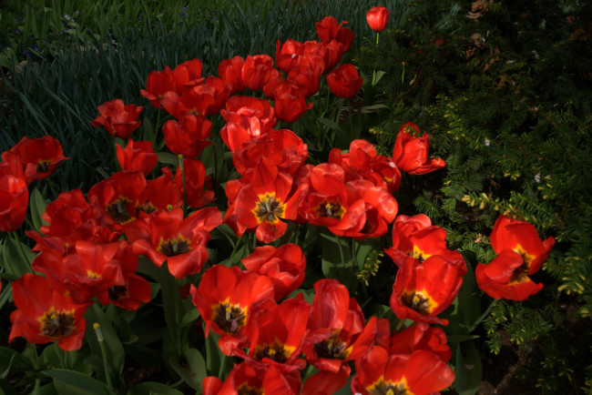 Обои картинки фото цветы, тюльпаны, красные