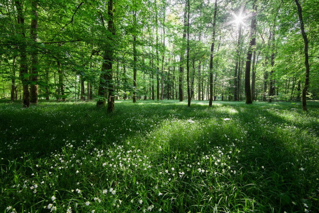 Обои картинки фото природа, лес, цветы, деревья, свет