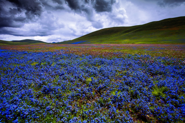 Обои картинки фото природа, луга, цветы