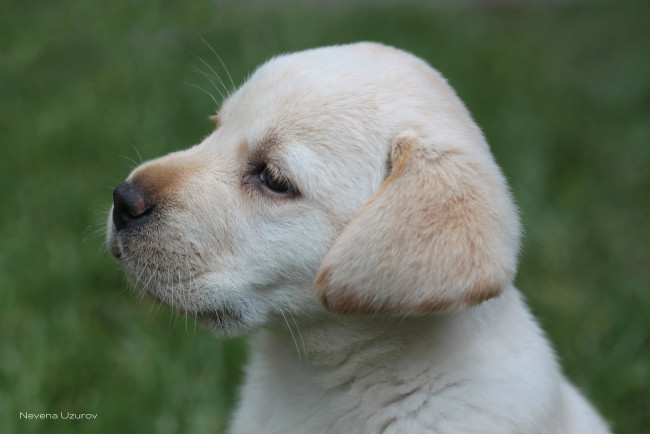 Обои картинки фото животные, собаки, щенок