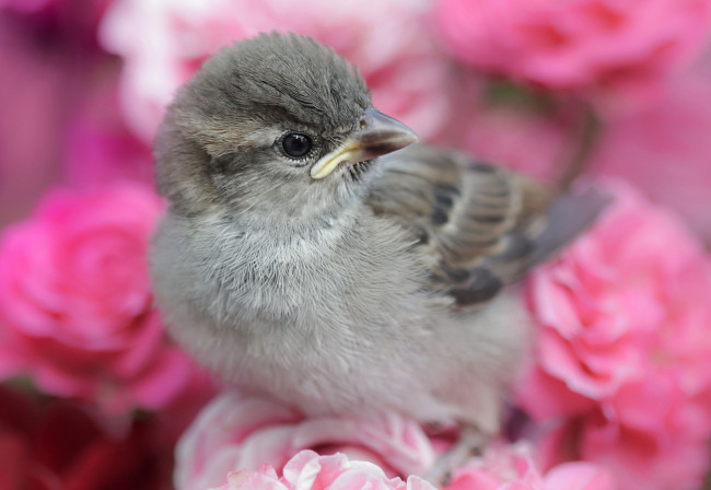 Обои картинки фото животные, воробьи, птенчик