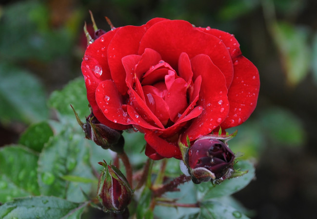 Обои картинки фото цветы, розы, красный