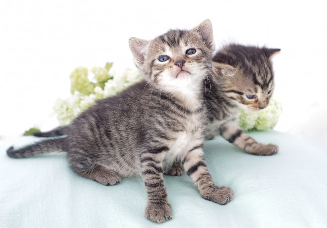 Обои картинки фото животные, коты, малыши