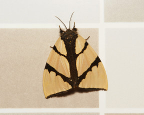 Картинка животные бабочки +мотыльки +моли моль