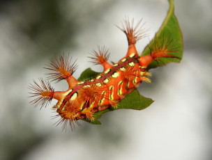 Картинка животные гусеницы гусеница