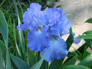 Картинка цветы ирисы голубые
