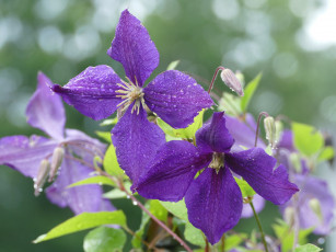 Картинка цветы клематис+ ломонос капли макро клематис розовый