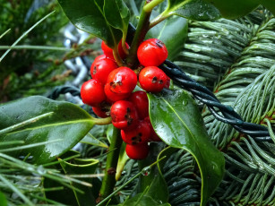 обоя природа, Ягоды, красный, капли