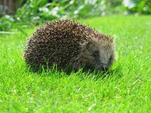 Картинка животные ежи забавный нос колючки ежик
