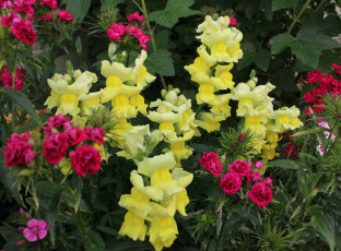 обоя львиный зев, цветы, цветение, собачки, листики