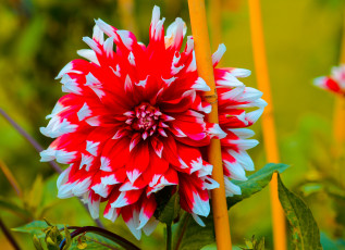 Картинка цветы георгины нежность лепестки цветение цветки герань