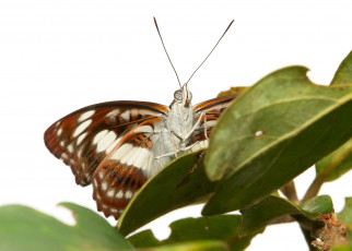 Картинка животные бабочки +мотыльки +моли бабочка