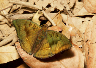 Картинка животные бабочки +мотыльки +моли бабочка