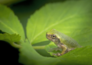 Картинка животные лягушки фон макро милая окрас лягушка