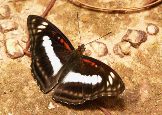 Картинка животные бабочки +мотыльки +моли бабочка