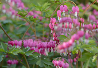 Картинка цветы дицентра+ разбитое+сердце цветок сердце цветение весна куст